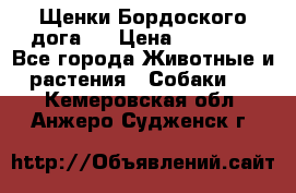 Щенки Бордоского дога.  › Цена ­ 30 000 - Все города Животные и растения » Собаки   . Кемеровская обл.,Анжеро-Судженск г.